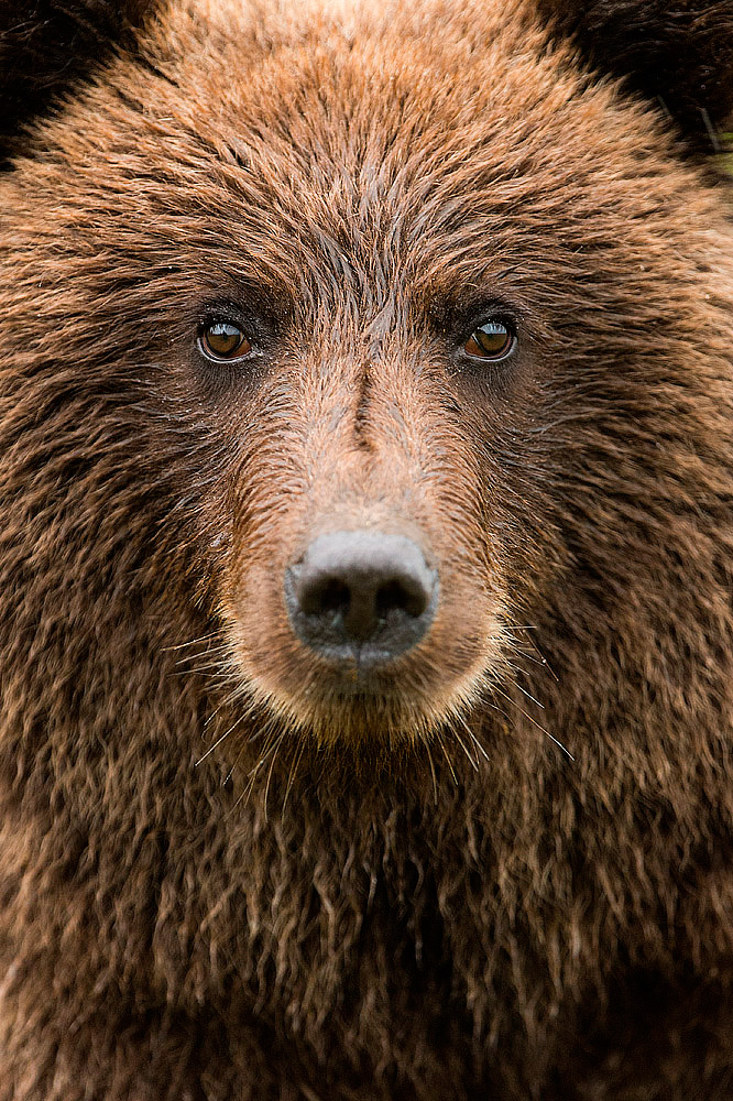 The Stare.....