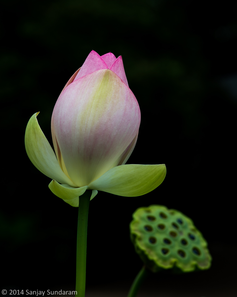 Lotus - Past and Future