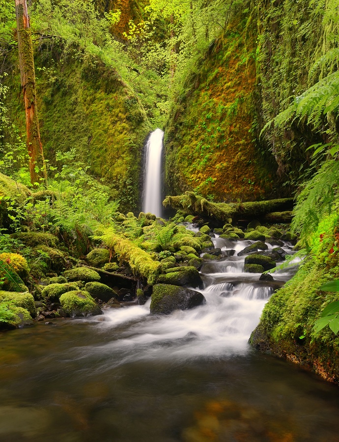 Intimate Mossy Grotto