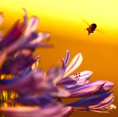 beetime
