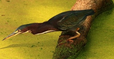Green heron
