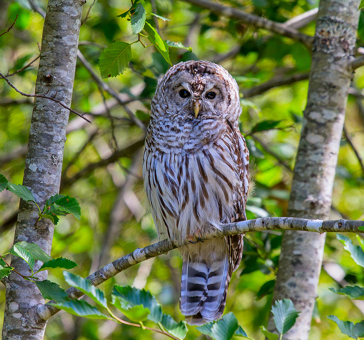 Barred Owl and repost