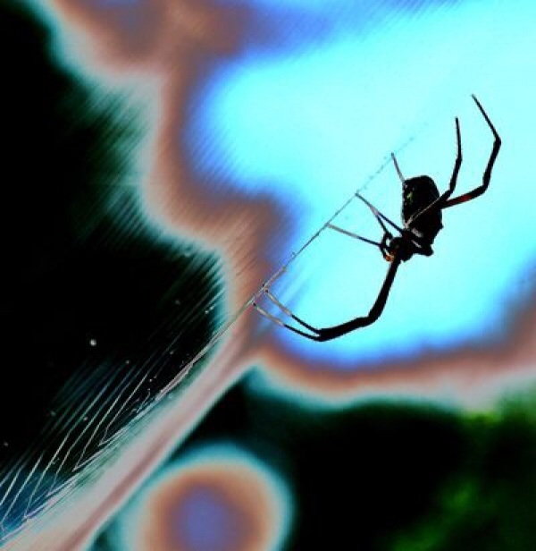 Exposure an the spider