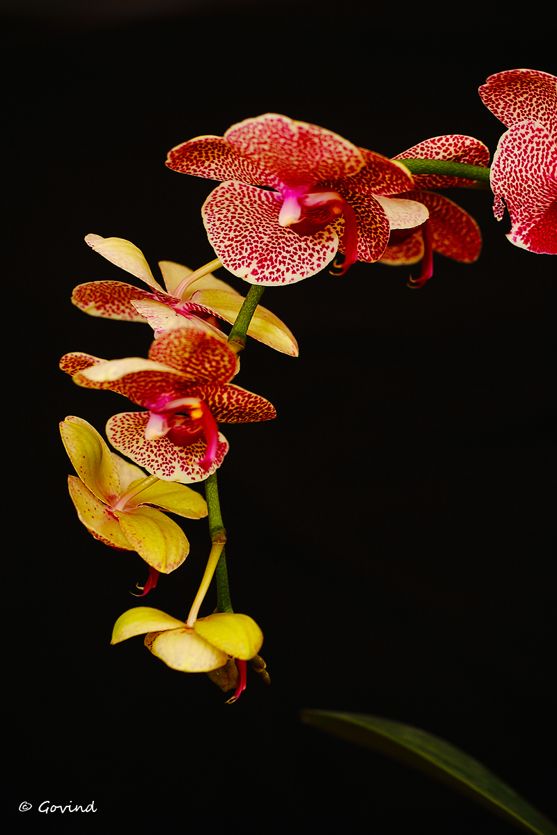 Orchid