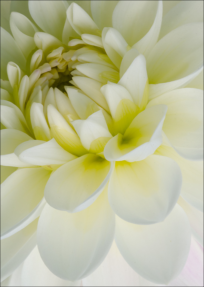 Dahlia 7