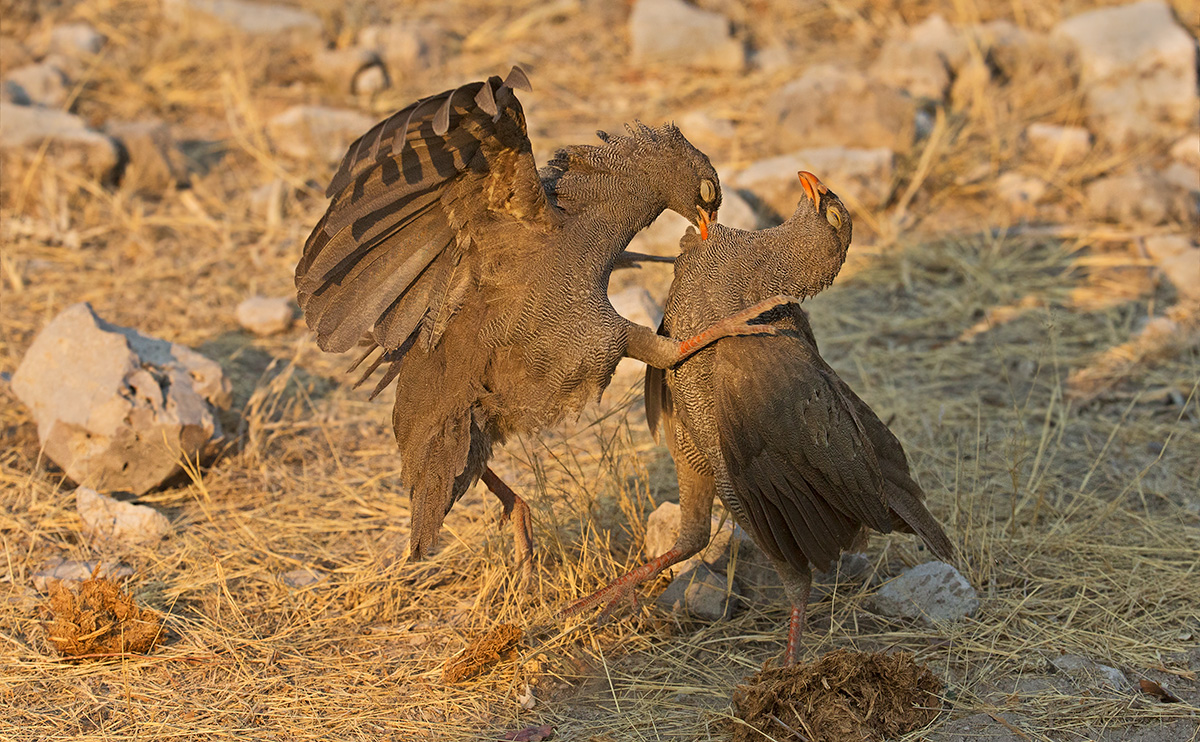 Fighting Spurfowl