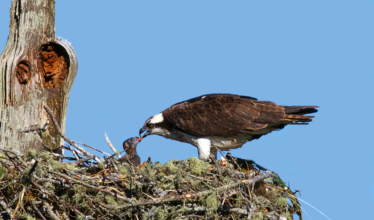 Osprey feeding time