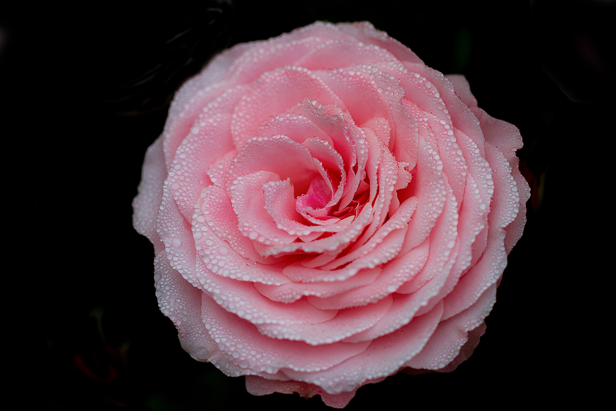 Pink Rose and Pearls