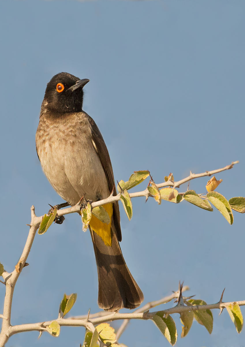 Red Eyed Bulbul