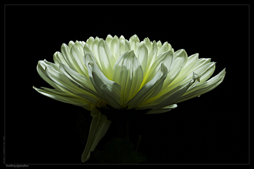 Dahlia beauty