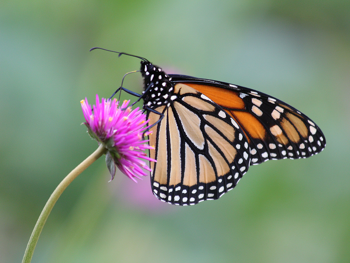 Another Monarch