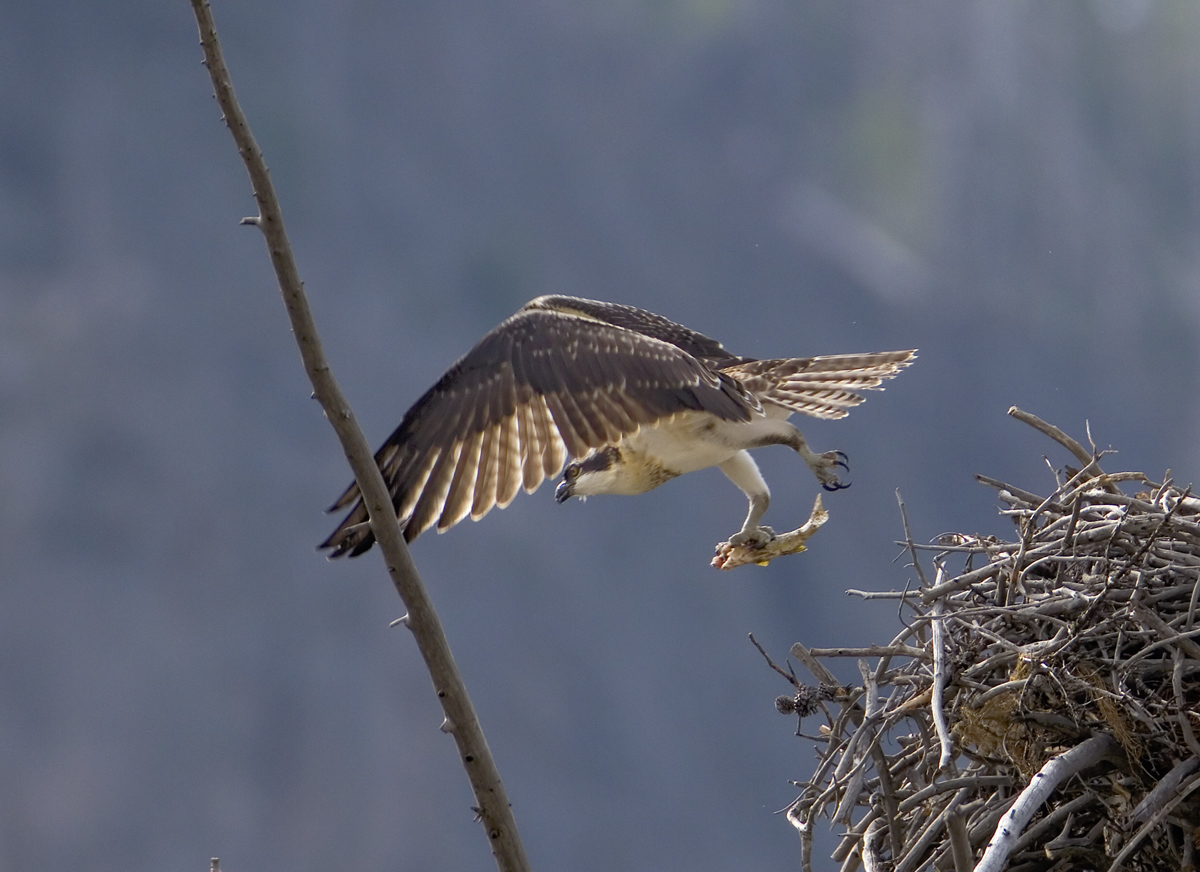 Madison River Osprey