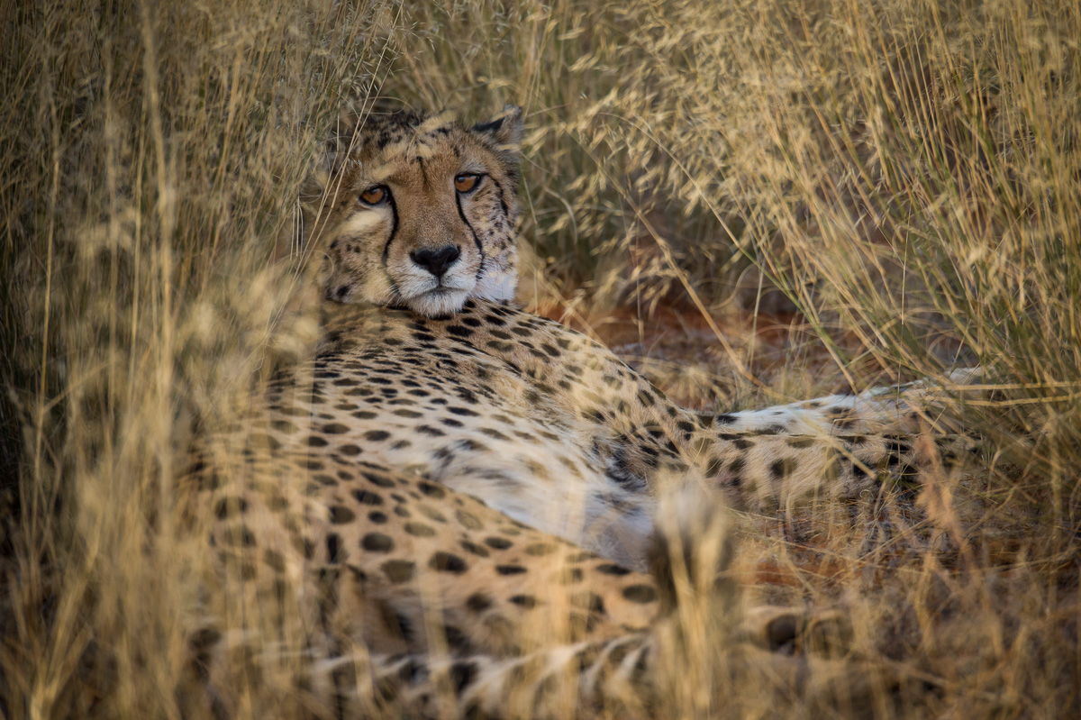 Cheetah in the Grass
