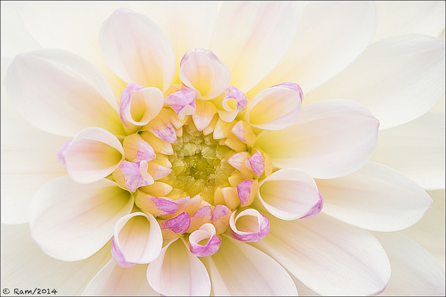 Dahlia 