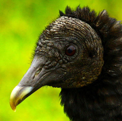 black vulture