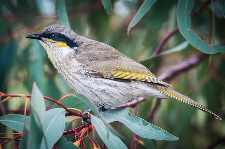 Singing Honeyeater