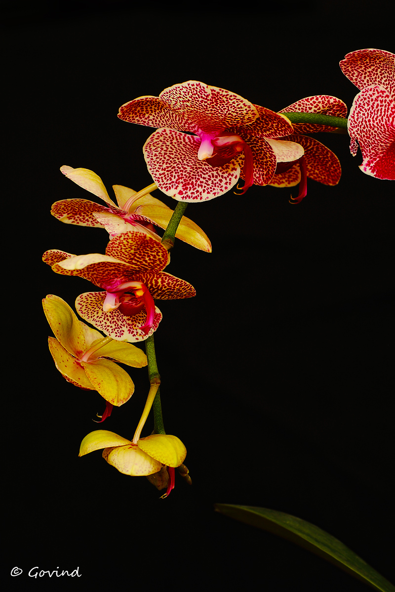 Orchid-2