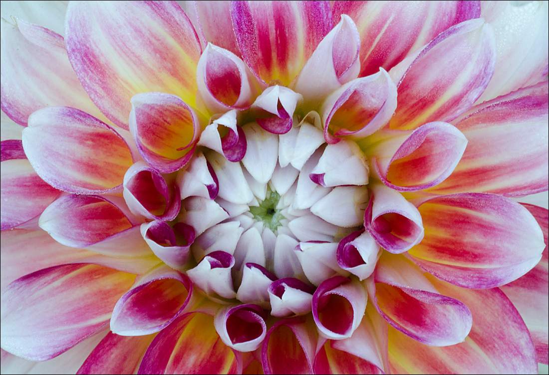 Dahlia 9