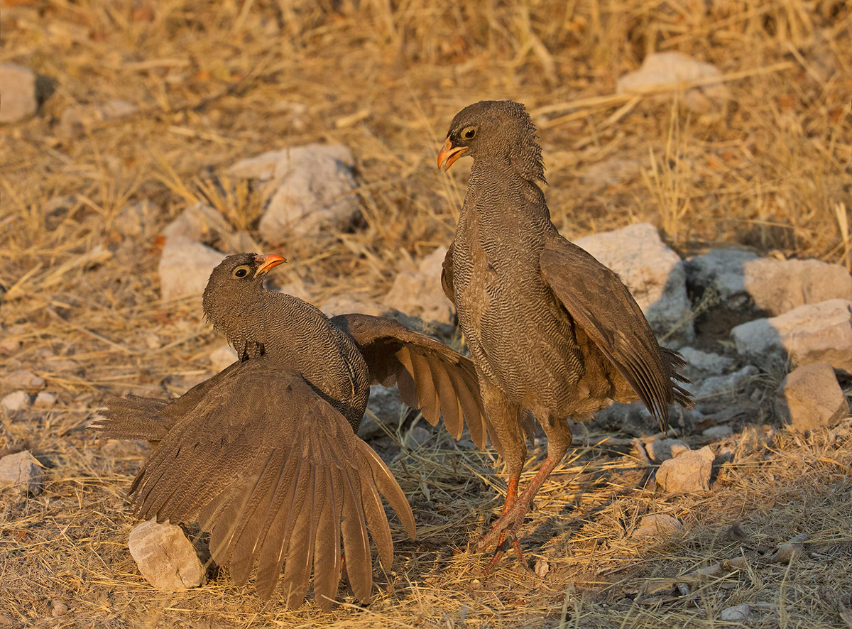 Fighting Spurfowl 2