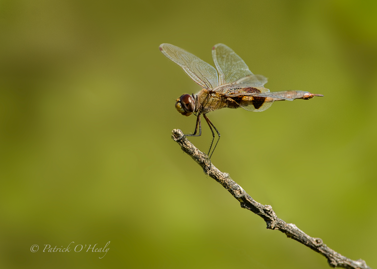 Dragonfly
