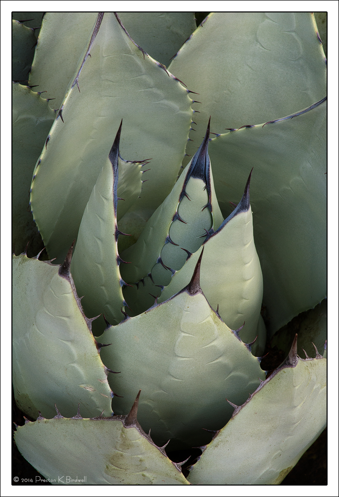 Agave