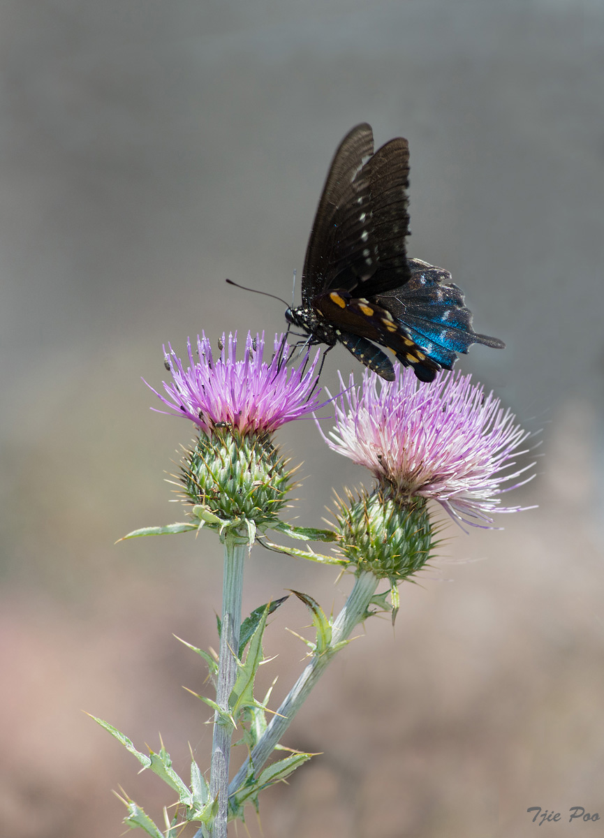 Blue Swallowtail