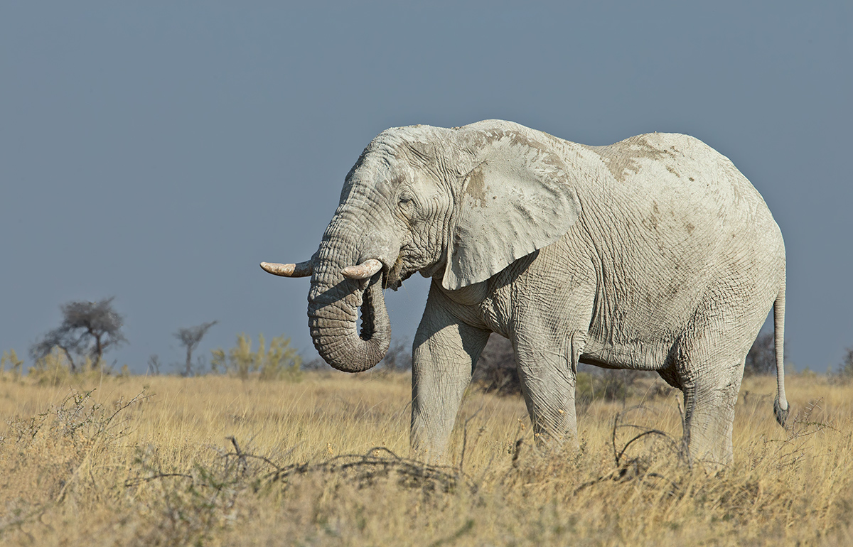White Elephant