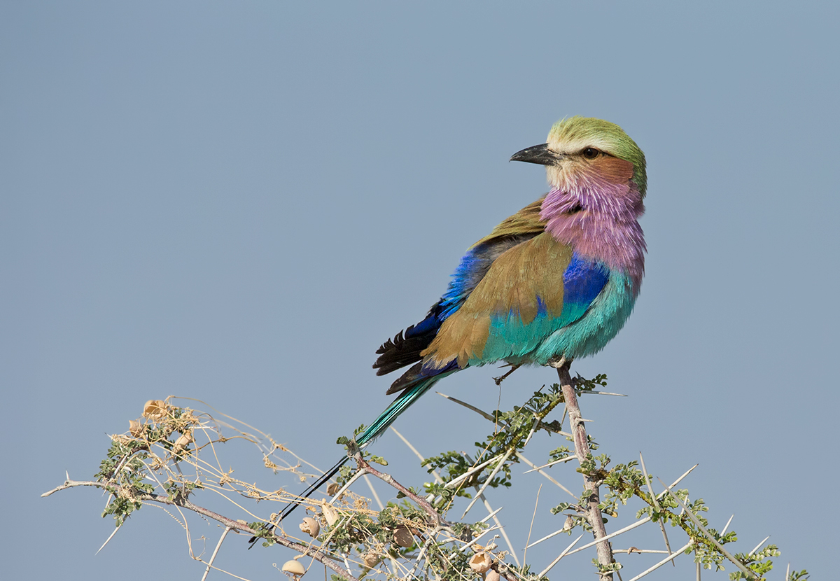 Lilac Breasted Roller
