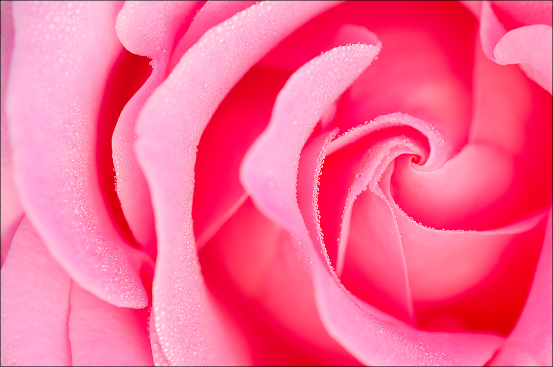 Dewey Rose