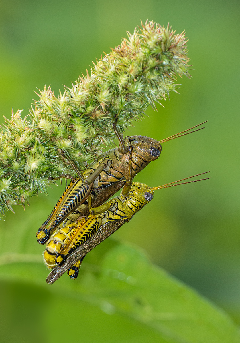 Grasshoppers..........