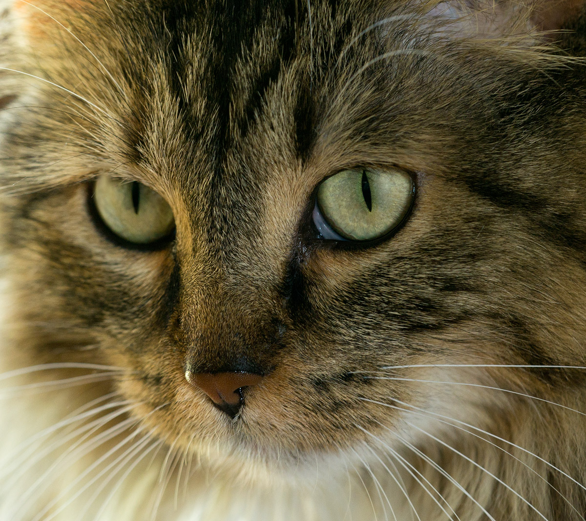 My  cat's  eyes