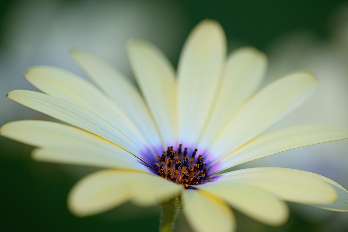 Osteospermum
