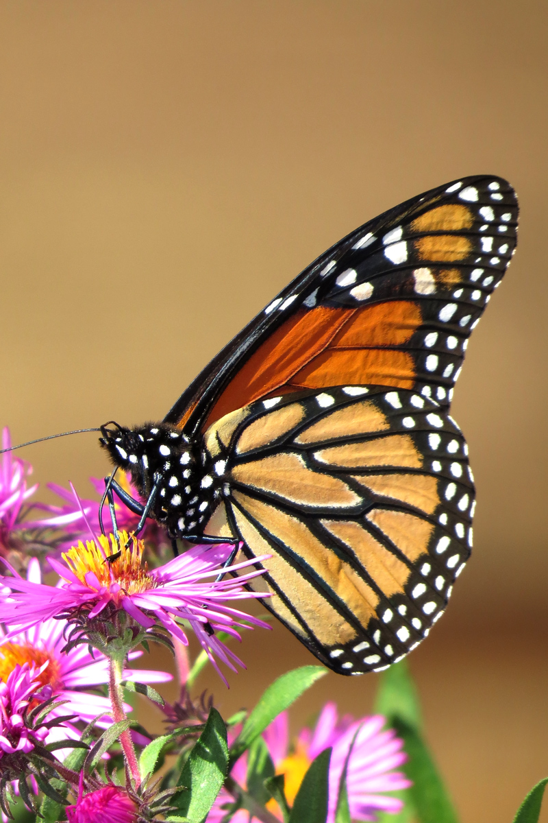 Monarch II