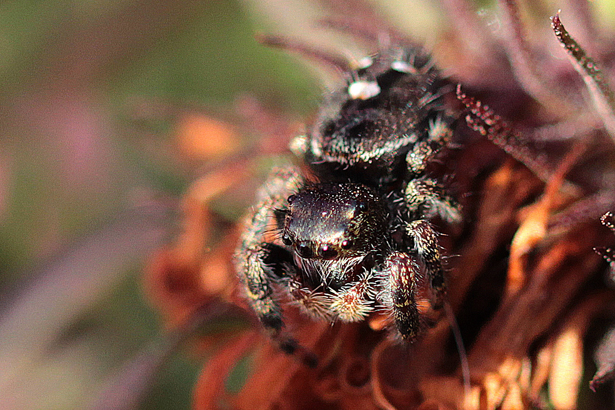 Surprise spider