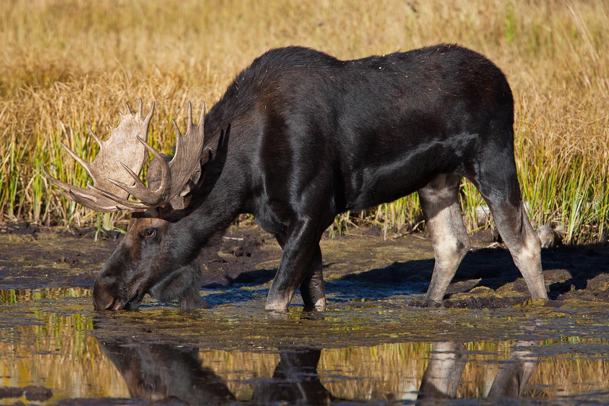 Sipping Bull