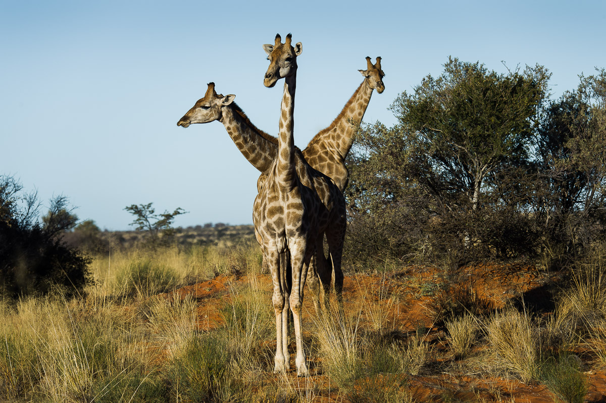 Rare 3 Headed Giraffe