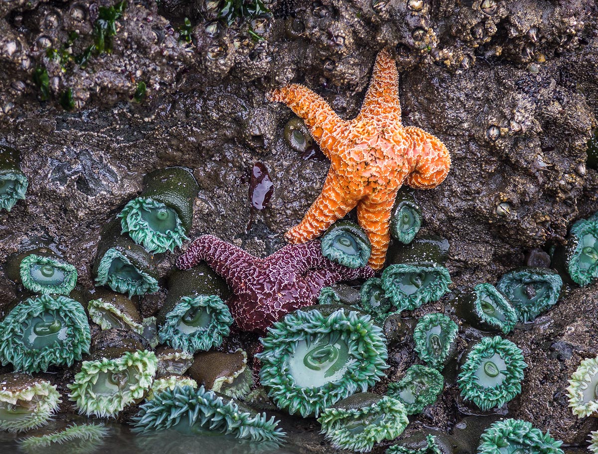 Fine rock pooling coast.