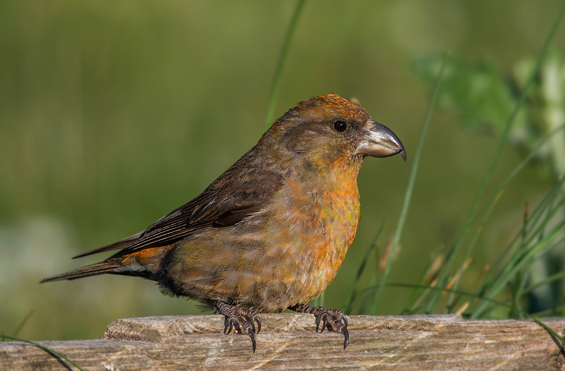 Crossbill