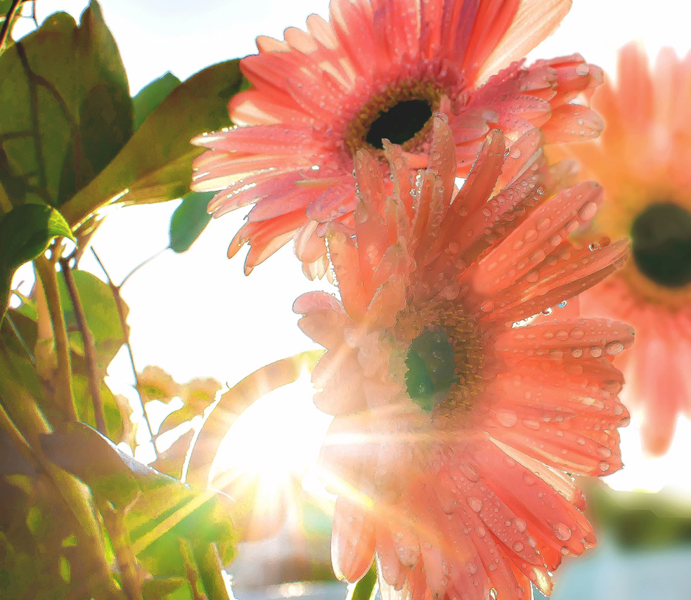 Sunburst