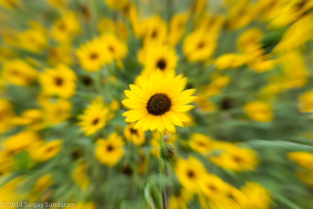 Swirling Sunflowers