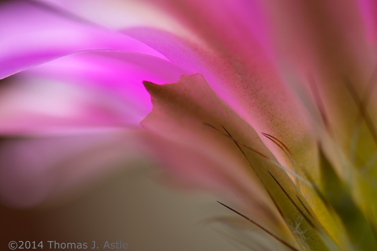 Cactus Flower