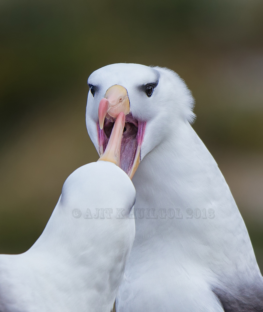 Black-browed albatross