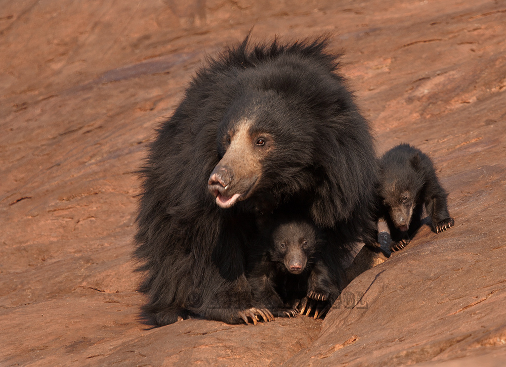 Sloth bear with cubs