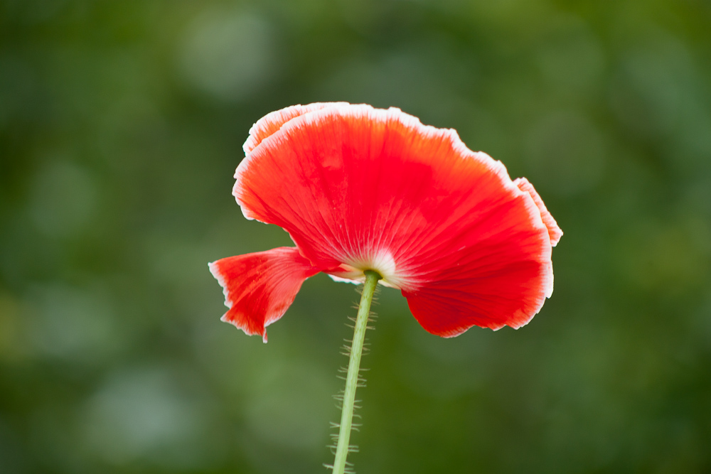 Single Red Poppy