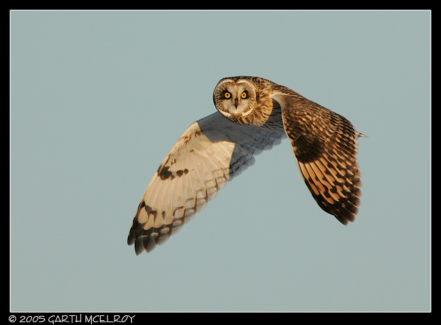 Short-eared Owl