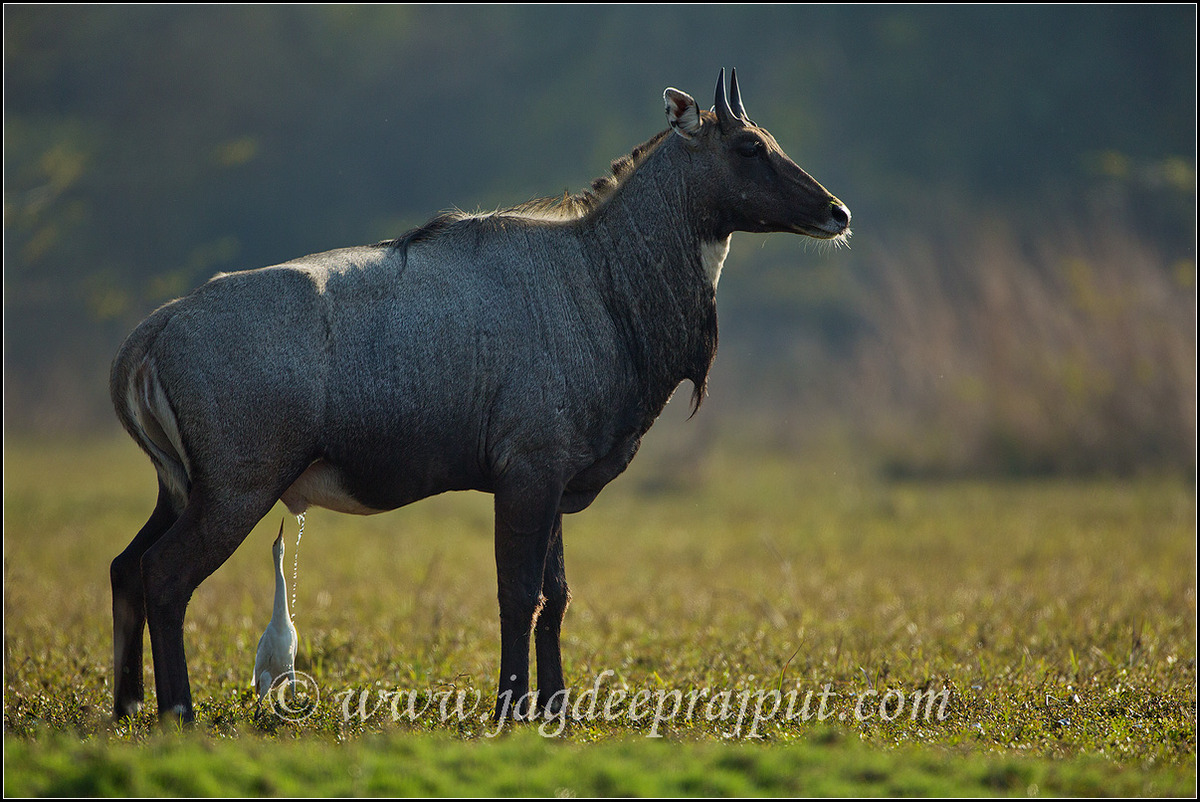 Bluebull n Cattle Egret