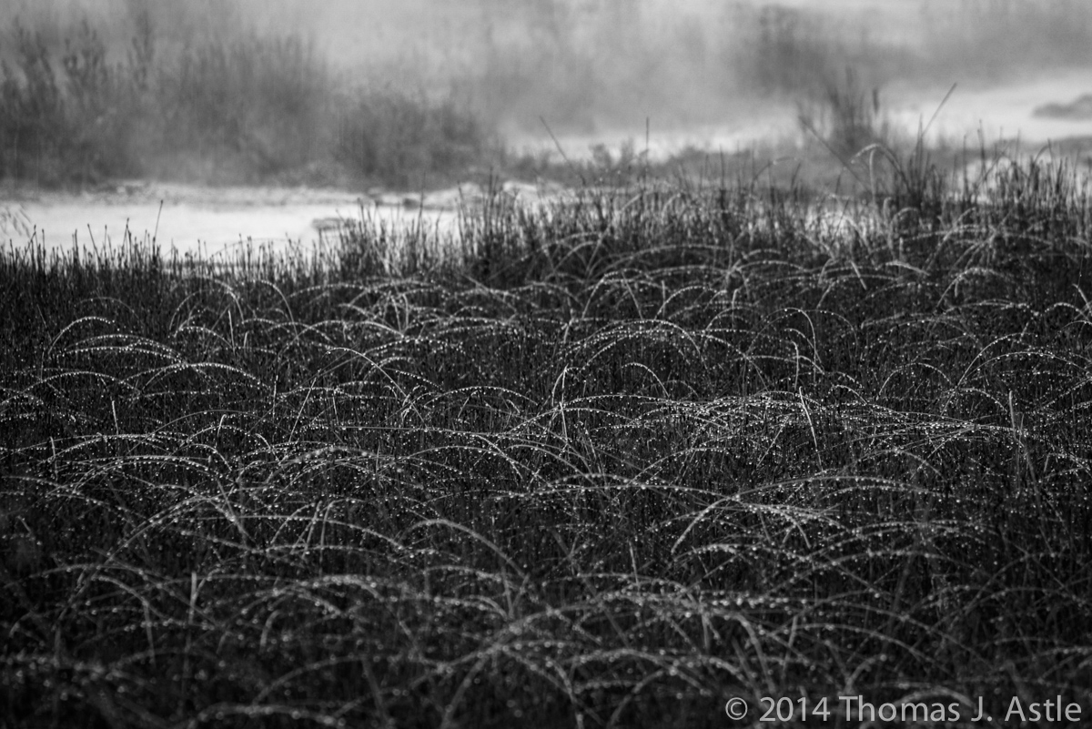 Rainy Day in Yellowstone