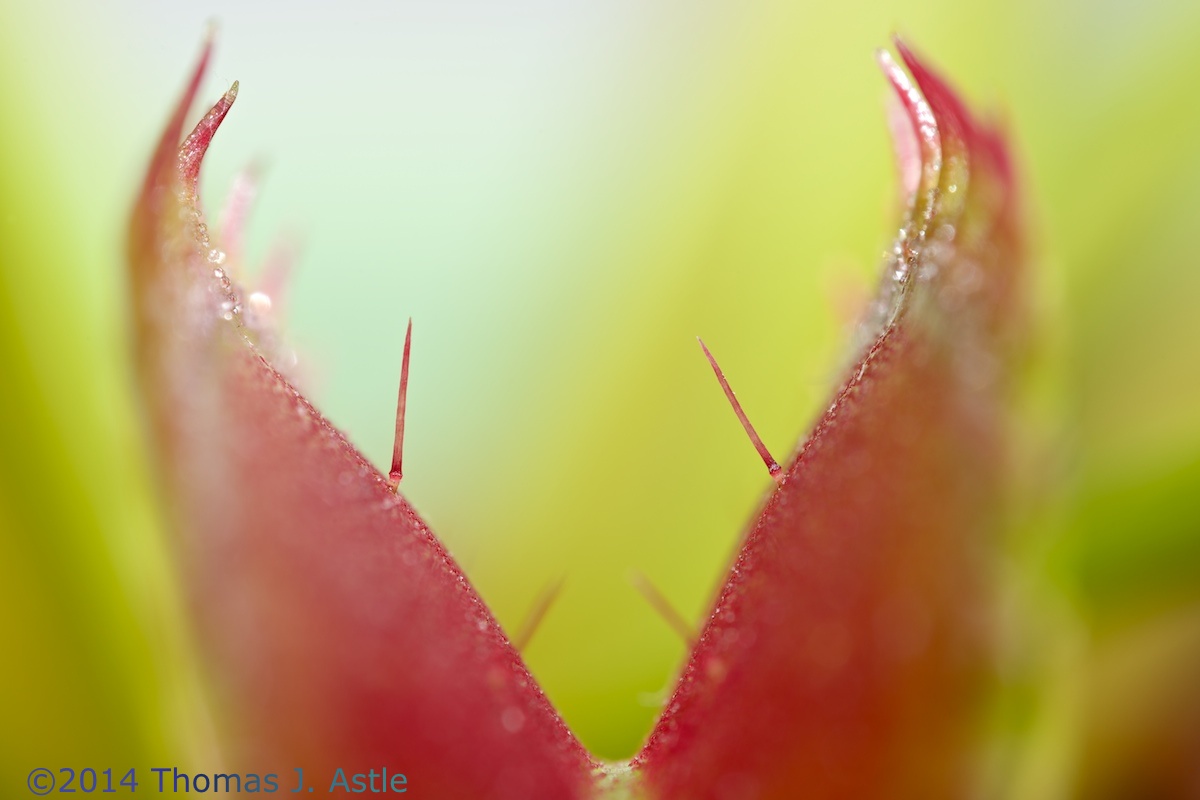 Flytrap Detail