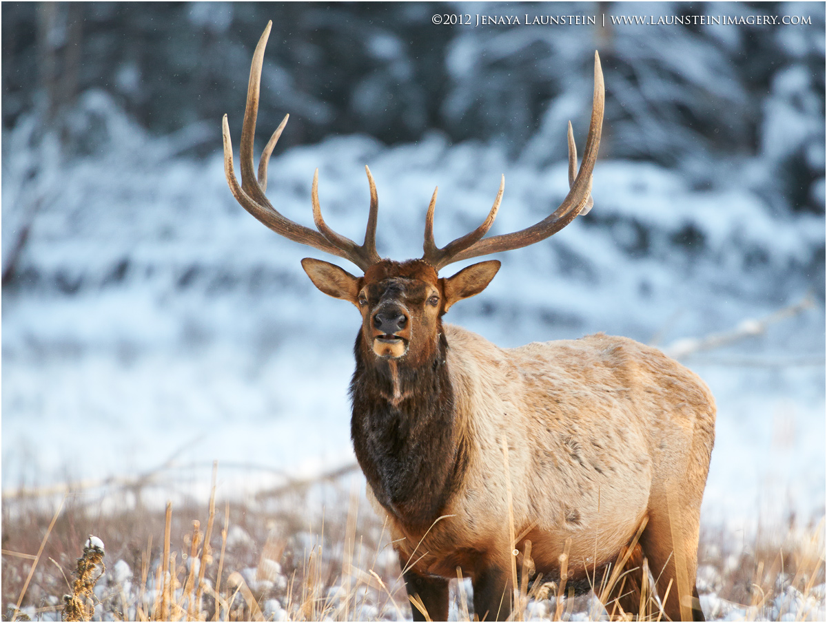 Winter Elk