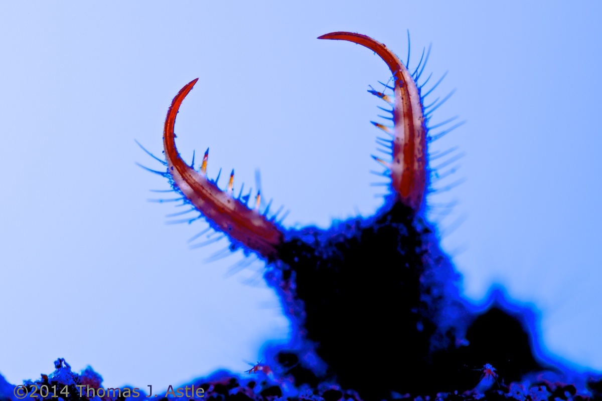 Trippy Ant Lion